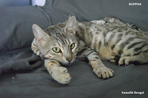 femelle bengal disponible